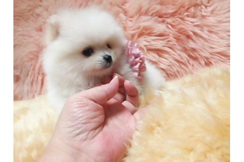 成約済の愛知県のポメラニアン-17158の3枚目