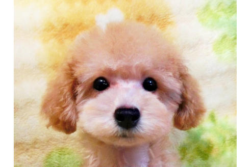 成約済の千葉県のトイプードル-17172の5枚目