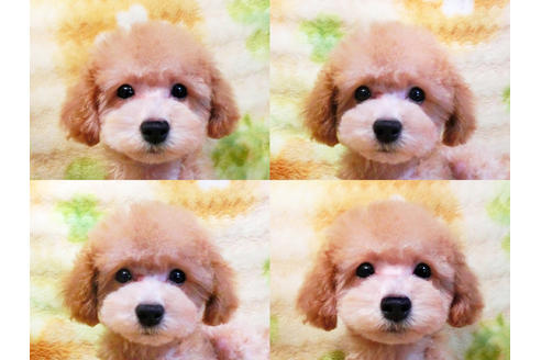 成約済の千葉県のトイプードル-17172の4枚目