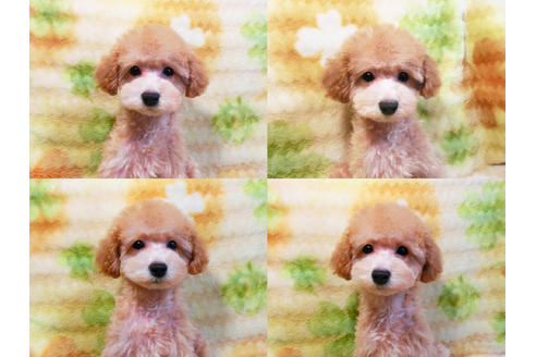 成約済の千葉県のトイプードル-17172の3枚目