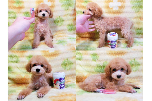 成約済の千葉県のトイプードル-17172の2枚目