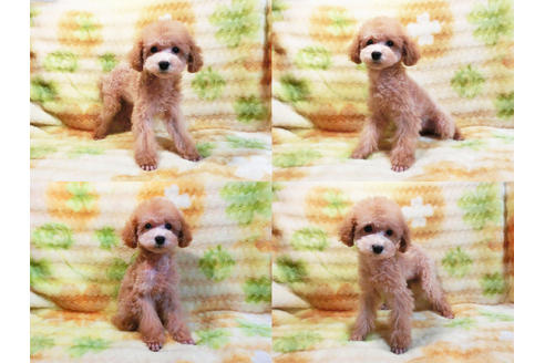 成約済の千葉県のトイプードル-17172の1枚目