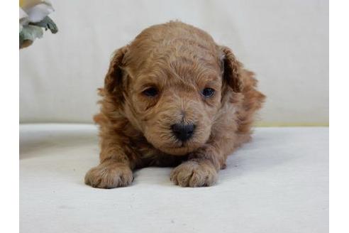 成約済の北海道のトイプードル-17178の1枚目
