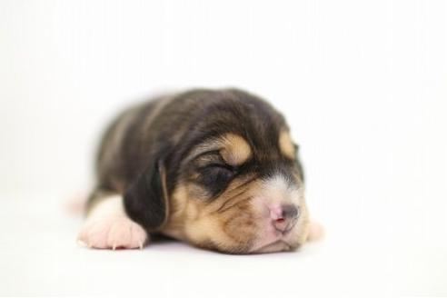 成約済の愛知県のビーグル-17187の1枚目