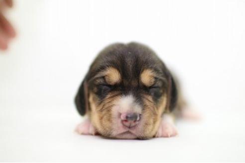 成約済の愛知県のビーグル-17187の3枚目