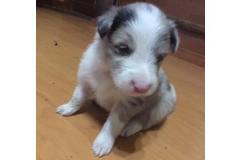 成約済の東京都のボーダーコリー-17195の1枚目