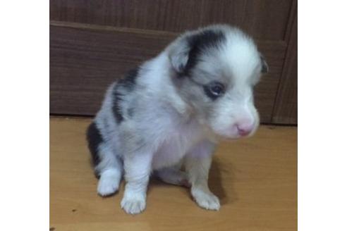 成約済の東京都のボーダーコリー-17195の2枚目