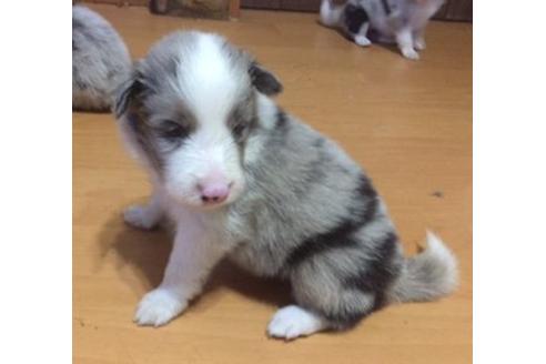 成約済の東京都のボーダーコリー-17196の1枚目