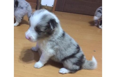 成約済の東京都のボーダーコリー-17196の2枚目