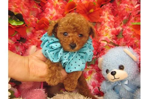 成約済の茨城県のトイプードル-17198の1枚目