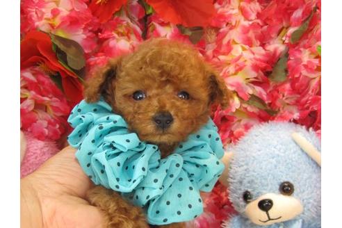 成約済の茨城県のトイプードル-17198の2枚目