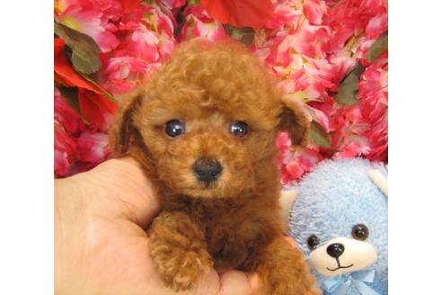 成約済の茨城県のトイプードル-17198の3枚目