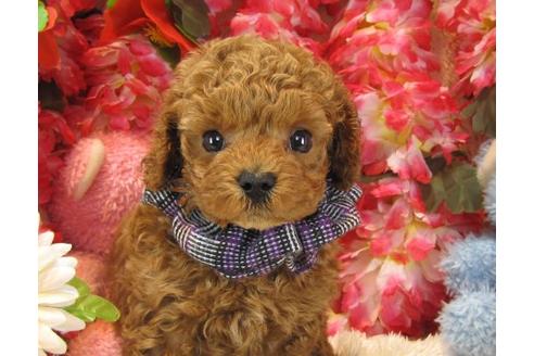 成約済の茨城県のトイプードル-17199の1枚目