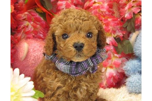 成約済の茨城県のトイプードル-17199の2枚目