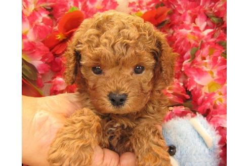 成約済の茨城県のトイプードル-17199の3枚目