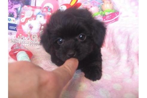 成約済の静岡県のミックス犬-17201の1枚目