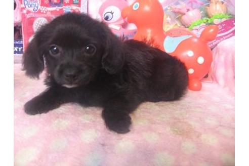 成約済の静岡県のミックス犬-17202の1枚目