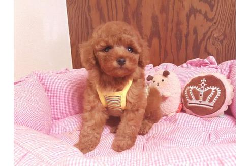 成約済の秋田県のトイプードル-17208の4枚目