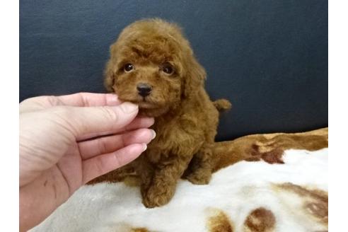 成約済の大阪府のトイプードル-17209の2枚目