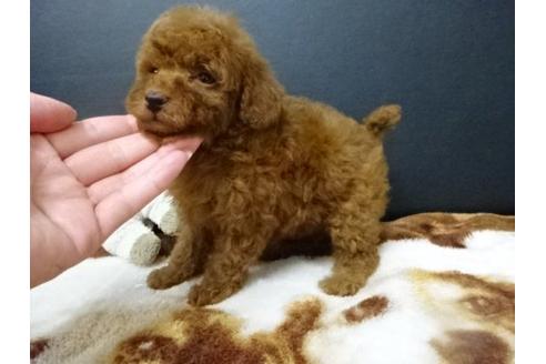 成約済の大阪府のトイプードル-17209の3枚目