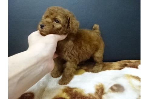 成約済の大阪府のトイプードル-17210の1枚目