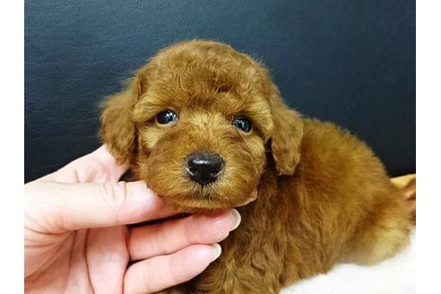 成約済の大阪府のトイプードル-17210の3枚目