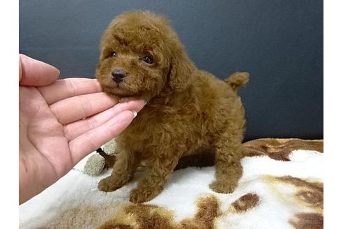 成約済の大阪府のトイプードル-17211の1枚目