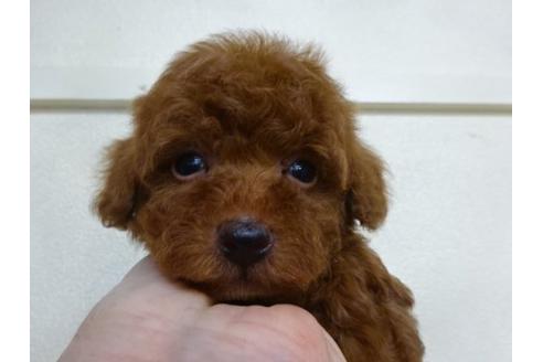 成約済の大阪府のトイプードル-17211の3枚目
