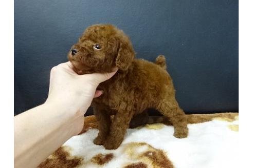 成約済の大阪府のトイプードル-17212の1枚目