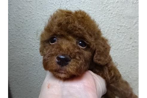 成約済の大阪府のトイプードル-17212の2枚目