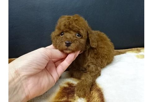 成約済の大阪府のトイプードル-17212の3枚目