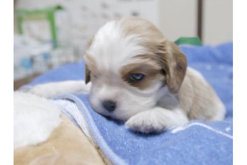 成約済の埼玉県のキャバリアキングチャールズスパニエル-17213の2枚目