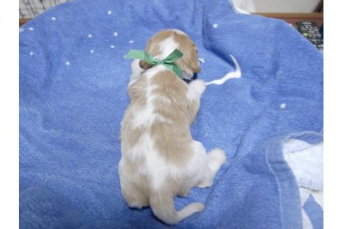 成約済の埼玉県のキャバリアキングチャールズスパニエル-17213の3枚目