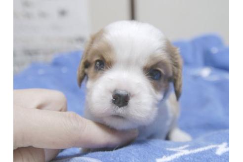 成約済の埼玉県のキャバリアキングチャールズスパニエル-17214の1枚目