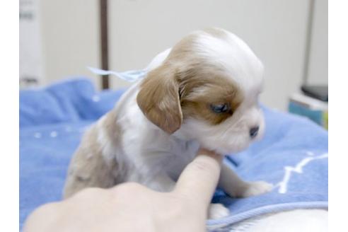 成約済の埼玉県のキャバリアキングチャールズスパニエル-17214の2枚目