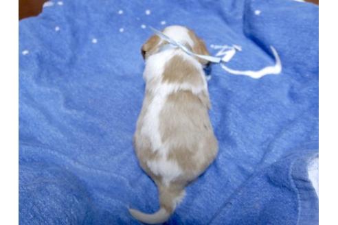 成約済の埼玉県のキャバリアキングチャールズスパニエル-17214の3枚目