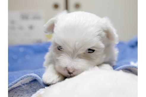 成約済の埼玉県のマルチーズ-17218の1枚目