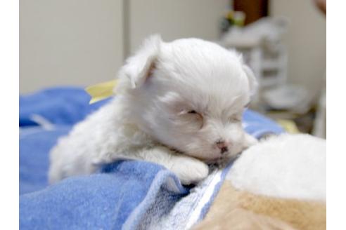 成約済の埼玉県のマルチーズ-17218の3枚目