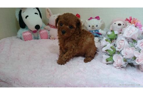 子犬