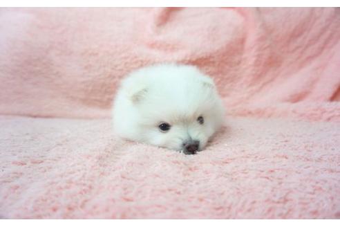 成約済の奈良県のポメラニアン-16684の1枚目