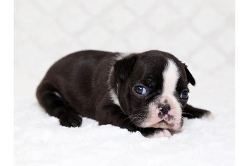 成約済の栃木県のボストンテリア-17237の1枚目