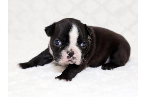 成約済の栃木県のボストンテリア-17237の2枚目