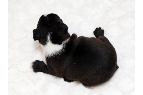 成約済の栃木県のボストンテリア-17237の3枚目