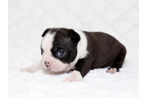 成約済の栃木県のボストンテリア-17238の2枚目