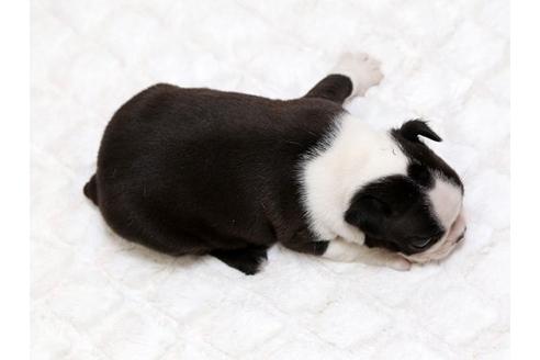 成約済の栃木県のボストンテリア-17238の3枚目