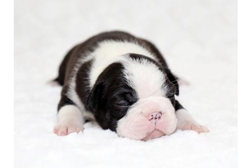 成約済の栃木県のボストンテリア-17239の1枚目