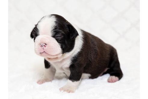 成約済の栃木県のボストンテリア-17239の2枚目