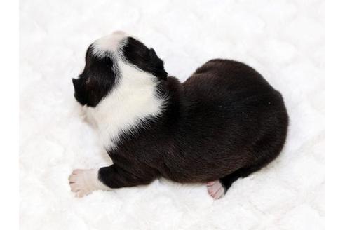 成約済の栃木県のボストンテリア-17239の3枚目