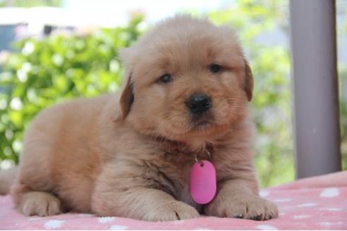 成約済の茨城県のゴールデンレトリーバー-17018の2枚目