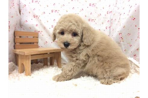 成約済の滋賀県のトイプードル-17255の2枚目